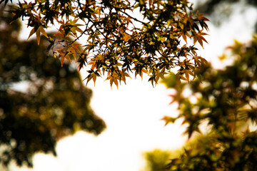 太陽光に照らされた紅葉