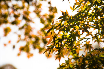 太陽光に照らされた紅葉