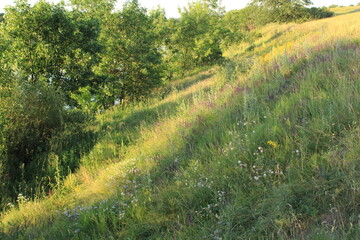 green field and grass