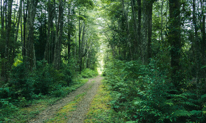 Obraz premium Dirt trail among lush green forest in southern Chile