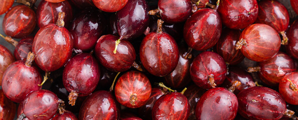Close up shot of red gooseberry harvest. Healthy lifestyle and eating. Vegan food