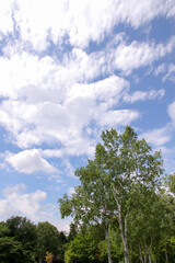 自然、風景、緑、空、植物、木、樹木、公園、森、野原