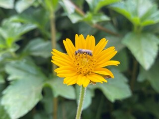 Bee on The flower