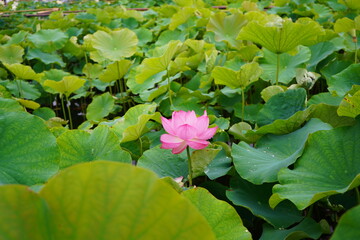 蓮　ハス　蓮の花　蓮華　夏の池　浄土　清らかな　咲く　初夏