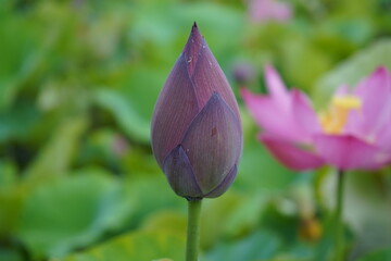 蓮　蓮の蕾　植物　水生植物