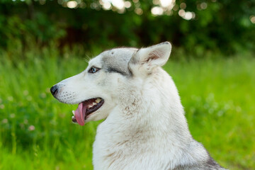 Close-up of siberian husky with blue eyes.