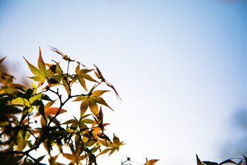 太陽光に照らされた紅葉