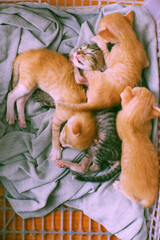 Fototapeta premium Funny scene four newborn kitten sleeping together, cute, humor baby animal