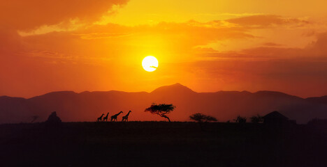 Amazing  african landscape, yellow, red, orange color  sunset over savannah in Tanzania with four giraffe silhouettes walking on the horizon, acacia trees, big sun setting down - obrazy, fototapety, plakaty