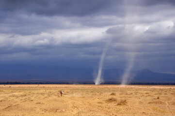 Dust tornado on the plain of savannah with dramatic dark sky and heavy clouds in Amboseli National...