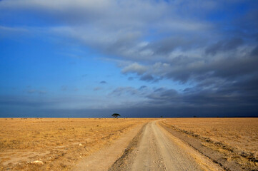 Bumpy gravel road through savannah with lonely tree on the horizon in Amboseli National Park on the golden sunset with dark blue sky, Kenya, Africa
