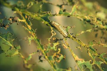 The caterpillar eats leaves on plants, pests destroy the crop.