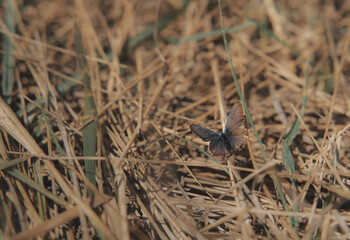 butterfly with brown wings on the faded grass during summerday