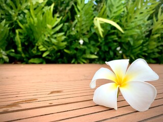 A Beautiful Plumeria white color on the ground with garden and blue sky background, flower on dropped on the ground, with copy space for text to create postcard.