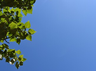 Green Aspen leaves framing a sunny blue sky. Room for copy.
