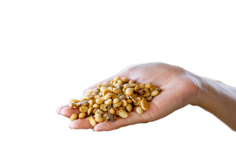 Raw coffee beans of  northern Thailand isolated on white background
