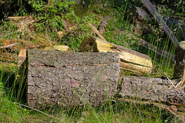 Obraz premium Totholz im Wald in einer Nahaufnahme