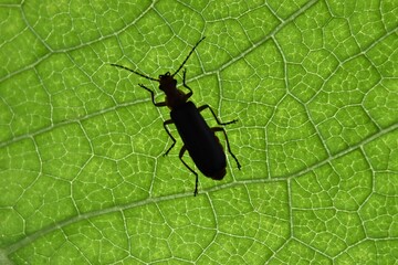 Macro of green leaf, good for background.