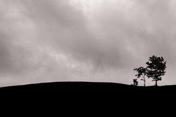 A group of trees left in the mountain with dark cloud.