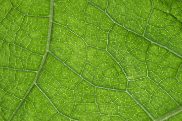 Macro of green leaf, good for background.