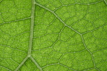 Macro of green leaf, good for background.