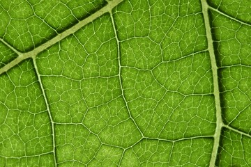 Macro of green leaf, good for background.