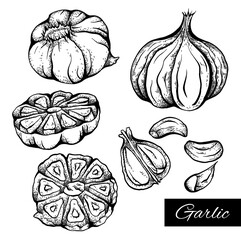 Set of sketch garlic illustration in various type. Antibacterial product for health. Useful seasoning for cooking. Natural spice. Vector engraving element for menus, recipes, banners and your design.
