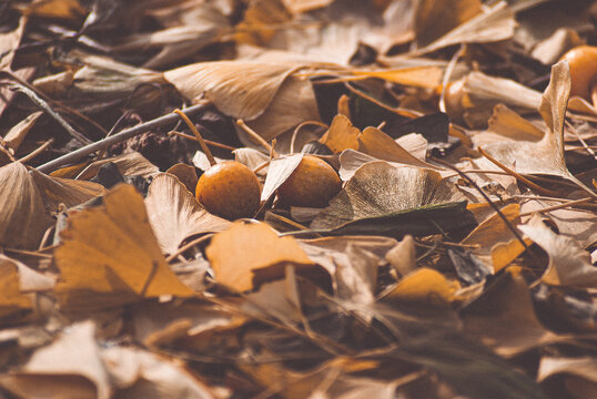 Blurred autumn background. Yellow leaves.
