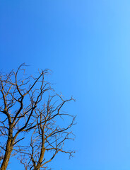 blue heaven and the tree