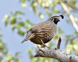 California Quail in a tree.  Beautiful, unusual bird.  Blue sky and foliage in background.