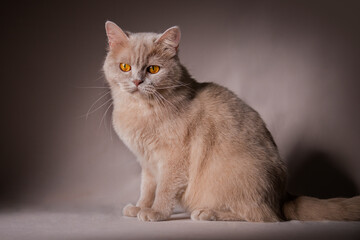 Fototapeta na wymiar Orange British shorthair cat sitting studio shot