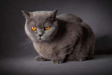 Blue british shorthair cat sitting and looking at the camera