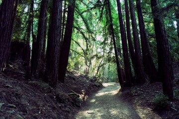 Red wood trees with sunlight