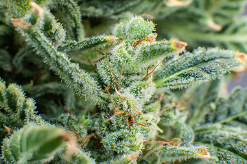 Marijuana bud close up. Indica flower. Pot green flower. Macro trichomes of cannabis.
