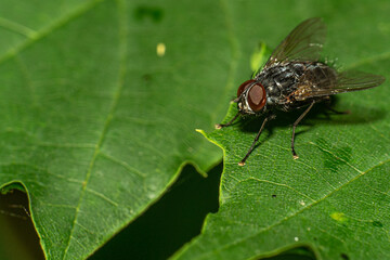 Fliege Makroaufnahme