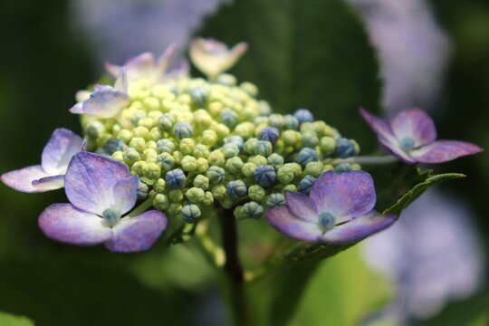 Hydrangea macrophylla f. normalis is blooming in blue and purple at a temple garden.