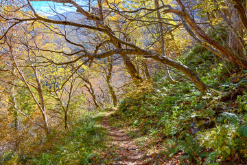 北アルプスの徳本峠の森の中、長野県松本市と上高地を結ぶ、明治時代も使われていたクラシックルートの黄葉・紅葉、トンネル状の木の幹、落ち葉の降り積もった登山道、秋晴れの空、遠くの山並み。木漏れ日。土の道。A trail with fallen leaves in the Northern Alps 旅行、旅先、シルバーウィーク、紅葉、黄葉。秋晴れ。