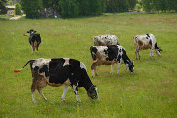 A herd of cows on a summer green field