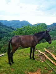 horse in the field