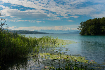 Natur am Hallwiler See im Aargau in der Schweiz