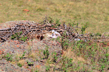 Chicks of the black kite 