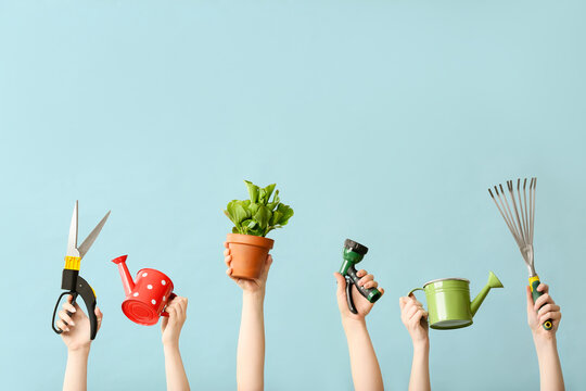 Female hands with gardening tools and houseplant on color background