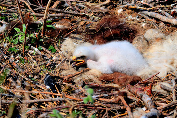 Chicks of the black kite 