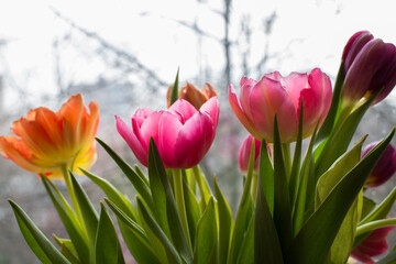 pink tulips on a white background