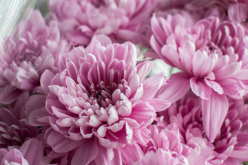 Beautiful pink chrysanthemums