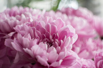 Beautiful pink chrysanthemums