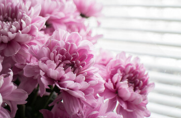 Beautiful pink chrysanthemums