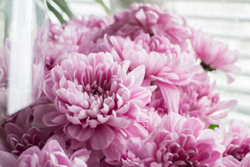 Beautiful pink chrysanthemums