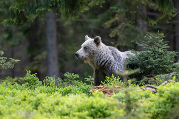 Attentive brown bear, ursus arctos, female on  blueberrygreen grass looking into camera in summer...
