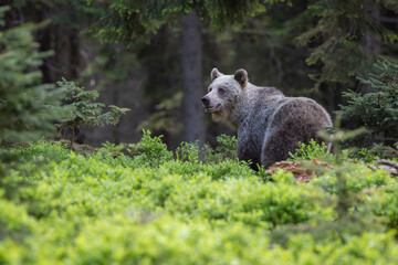 Attentive brown bear, ursus arctos, female on  blueberrygreen grass looking into camera in summer nature. Mammal predator with long fur sunlit by evening light from front view with copy space.